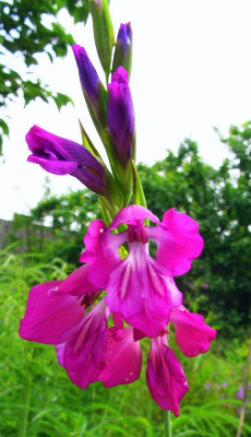 Gladiolus_palustris_2006.jpg