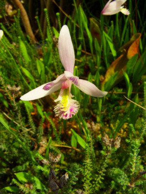 Pogonia_ophioglossoides_2006.jpg