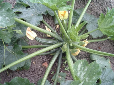 Zucchini_erste_Fruchte.jpg