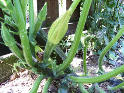 rankende_Zucchini.JPG
