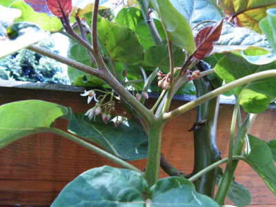 tamarillo.JPG