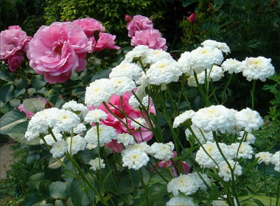 Tanacetum_Sissinghurst_White.jpg