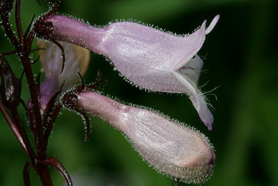 Penstemon_Huskers-Red.jpg