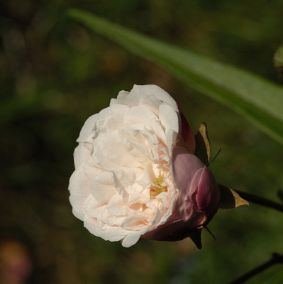 littlewhitepet_5435.jpg