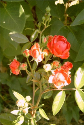 Rose-006-1.jpg