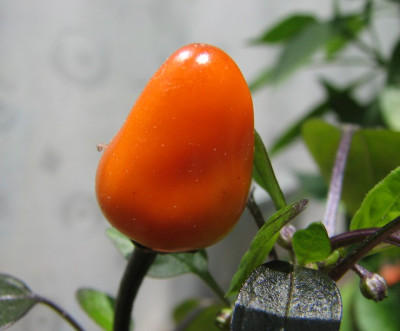 Chili23.06.06_052.jpg