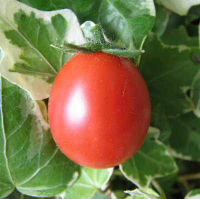 Himbeerrose--22.06.06_003.jpg