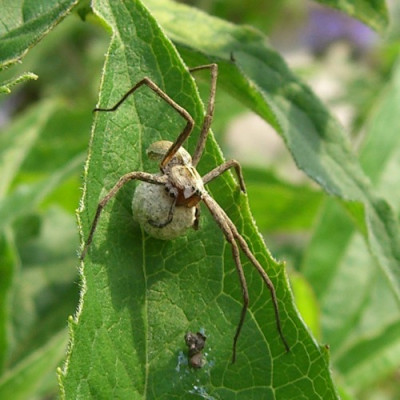 Spinne_luetjet1.jpg