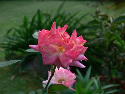 P1010408_Large.JPG