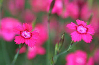 Dianthus-Juni06-01.jpg