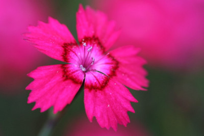 Dianthus-Juni06-02.jpg