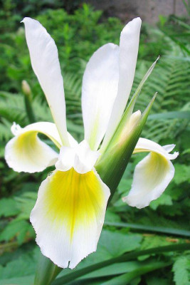 Unbekannte_Iris_aus_der_Toskana.jpg