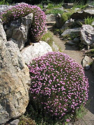 Acantholimon_glumaceum_JWG.jpg