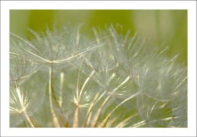 Wiesenbocksbart_1_24-06-2006.jpg