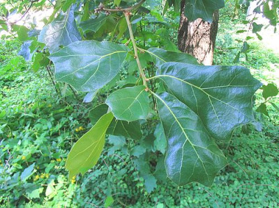 Quercus_marilandica.jpg