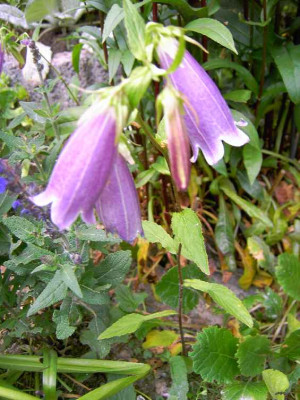 21.6.06._campanula_punctata_Rubiflora__010.JPG