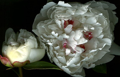 paeonia_festiva.jpg