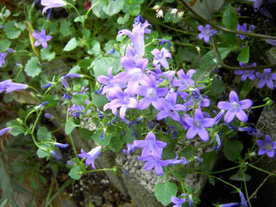 21.6.06._Campanula__carp._x_turbinata_Carl_Foerster_012.JPG