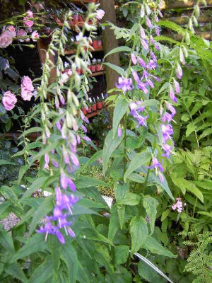 22.6.06._Campanula_presanthoides_016.JPG