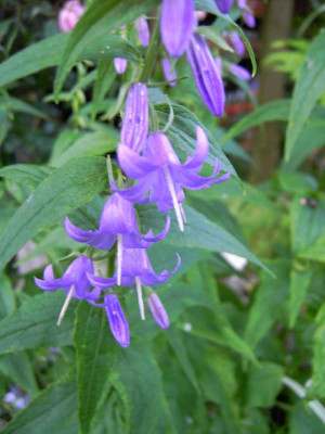 22.6.06._Campanula_presanthoides_017.JPG