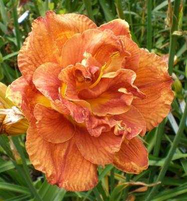 Mary Brown.jpg