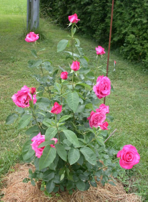 Caprice_de_Meilland_HS_28713.jpg