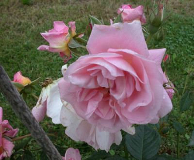 Nymphenburg_HS_28658.jpg