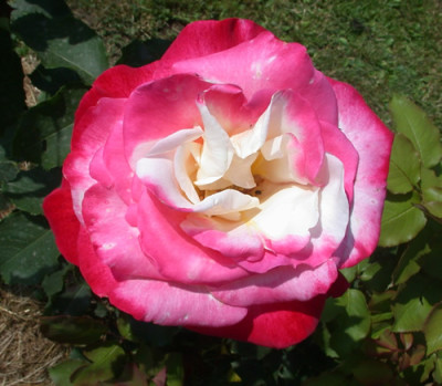 Double_Delight_HS_28763.jpg