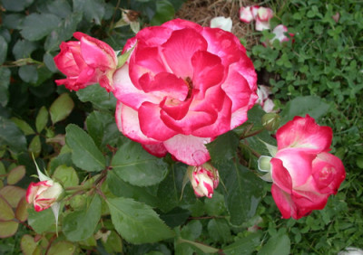 Jubile_du_Prince_de_Monaco_HS_28682.jpg