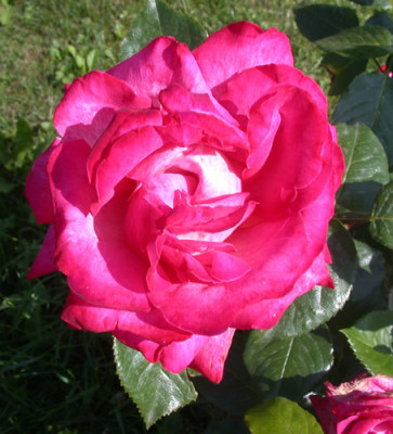 Rose_Gaujard_HS_28770.jpg
