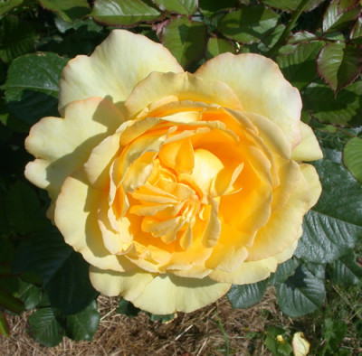 Yellow_Charles_Austin_HS_28777.jpg