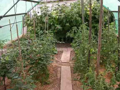 tomatenhaus_nochmal_innen51739.jpg
