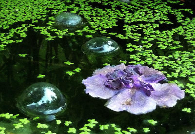 teich mit r.jpg