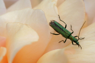 Oedemera-Juni06-01.jpg