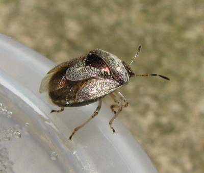 WANZE_I.jpg