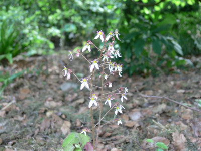 P1010427_Small.JPG