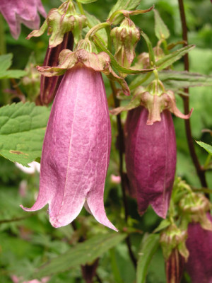 Campanula_Viennas_Festival_2.jpg
