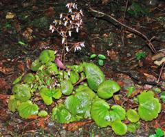 P1010438_bearbeitet-2_WinCE.jpg