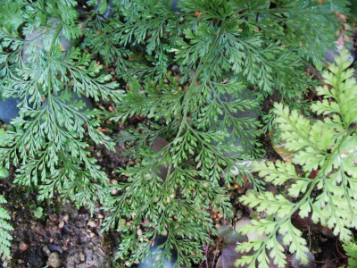 Davallia mariesii  ...  4.8.15 019.jpg