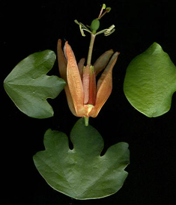 Passiflora_aurantia.jpg