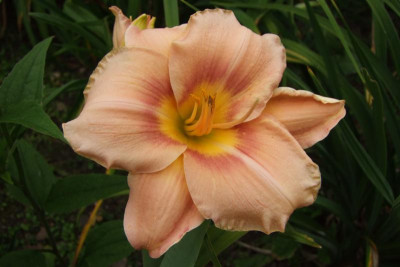 2015_0804HemerocallisLetzte0010.jpg