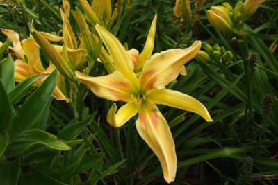 2015_0804HemerocallisLetzte0024.jpg