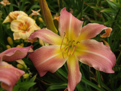 2015_0804HemerocallisLetzte0026.jpg