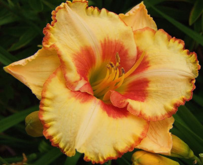 2015_0804HemerocallisLetzte0029.jpg