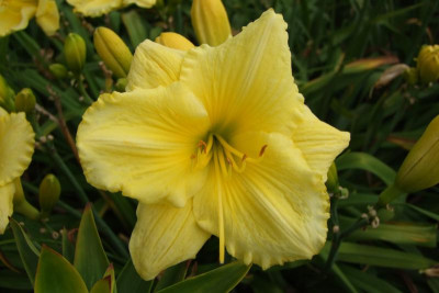 2015_0804HemerocallisLetzte0033.jpg