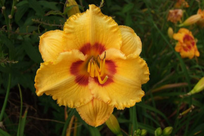 2015_0804HemerocallisLetzte0037.jpg