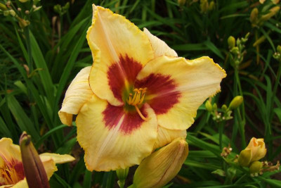 2015_0804HemerocallisLetzte0039.jpg