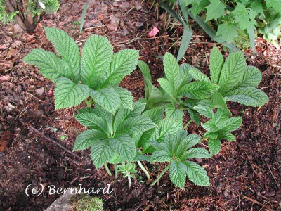 rodgersia_01.jpg