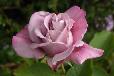 2015_0804HemerocallisLetzte0078.jpg
