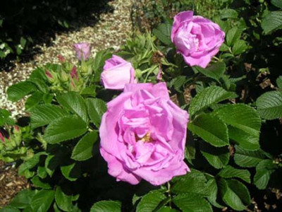 rugosa_rosa.jpg